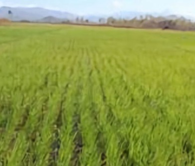 東ティモール民主共和国向け国産米生産強化関連機材の納品完了