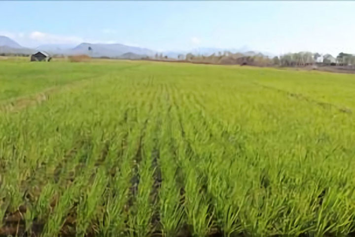 Completion of Delivery of Equipment for Domestic Rice Production Strengthening to the Democratic Republic of Timor-Leste